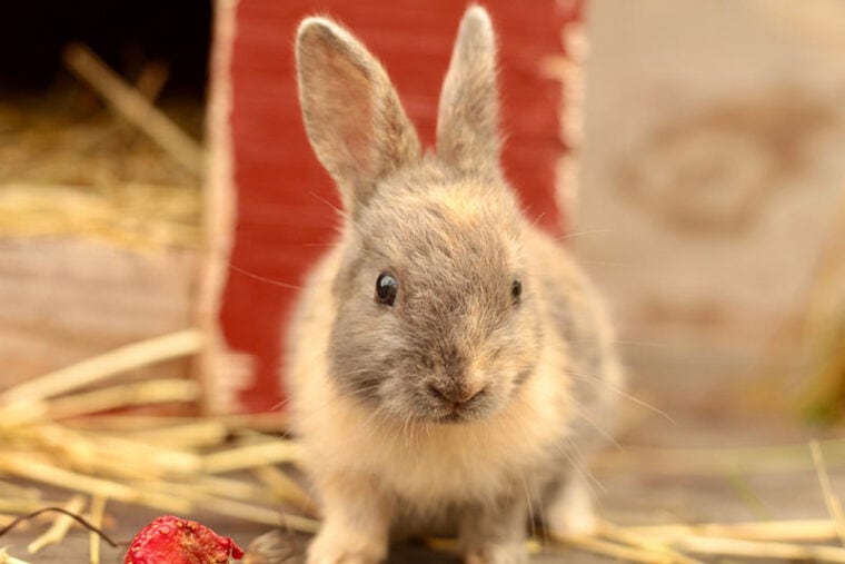young harlequin rabbit close up