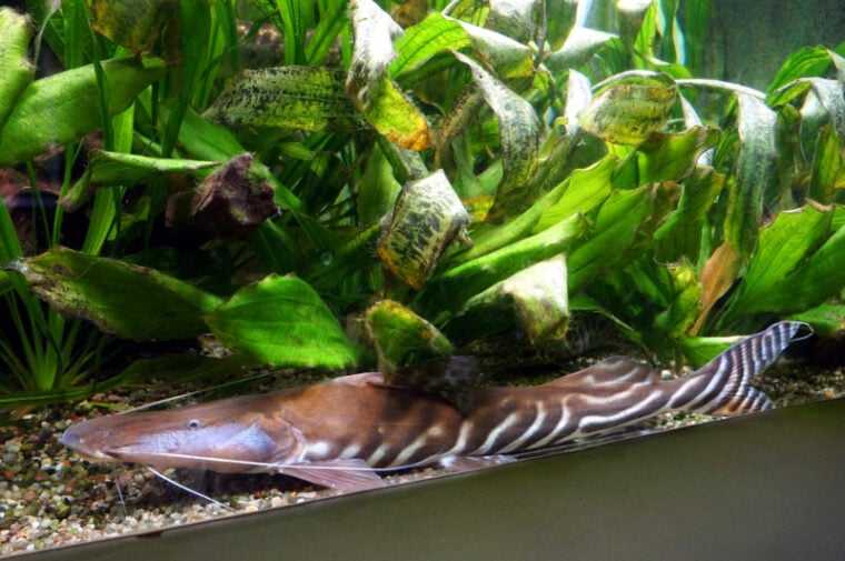 zebra shovelnose catfish in a tank