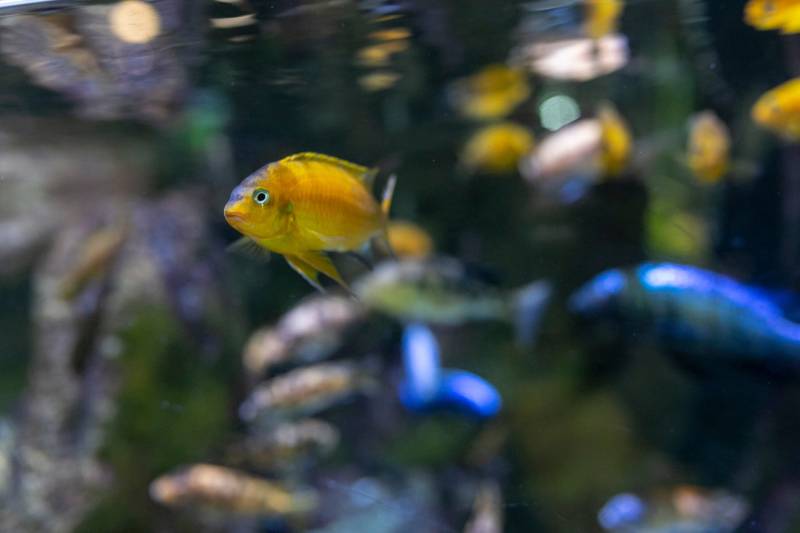 African cichlids fish in aquarium while eating dry food