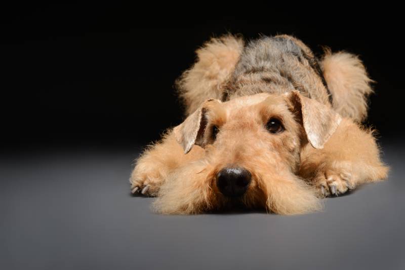 Airedale Terrier dog lying on the ground isolated on black background