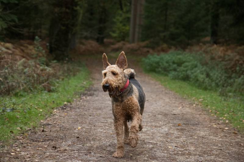 Airedale terrier walking in the middle of the forest