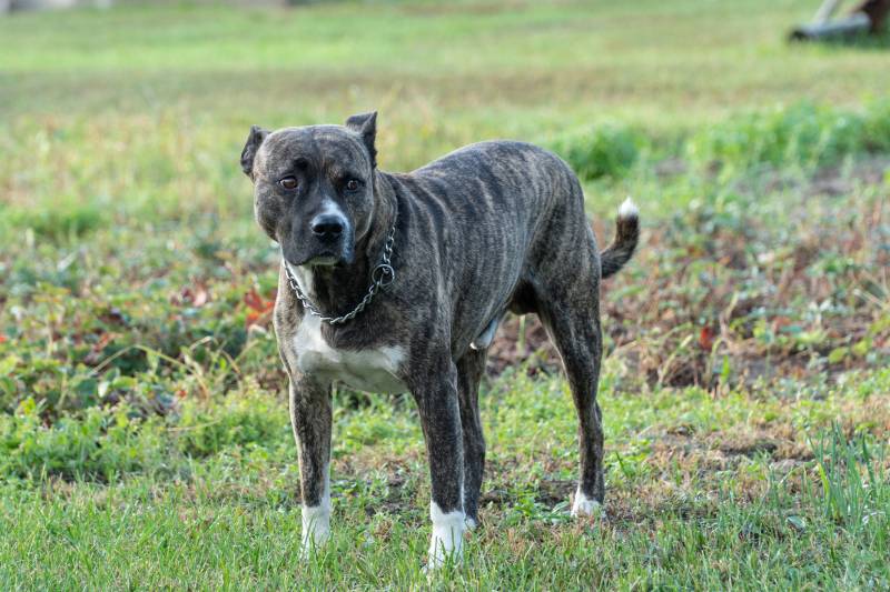 American Staffordshire Terrier brindle standing dog outdoors