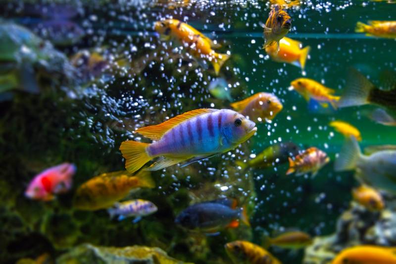 Aquarium with many colorful African Cichlids