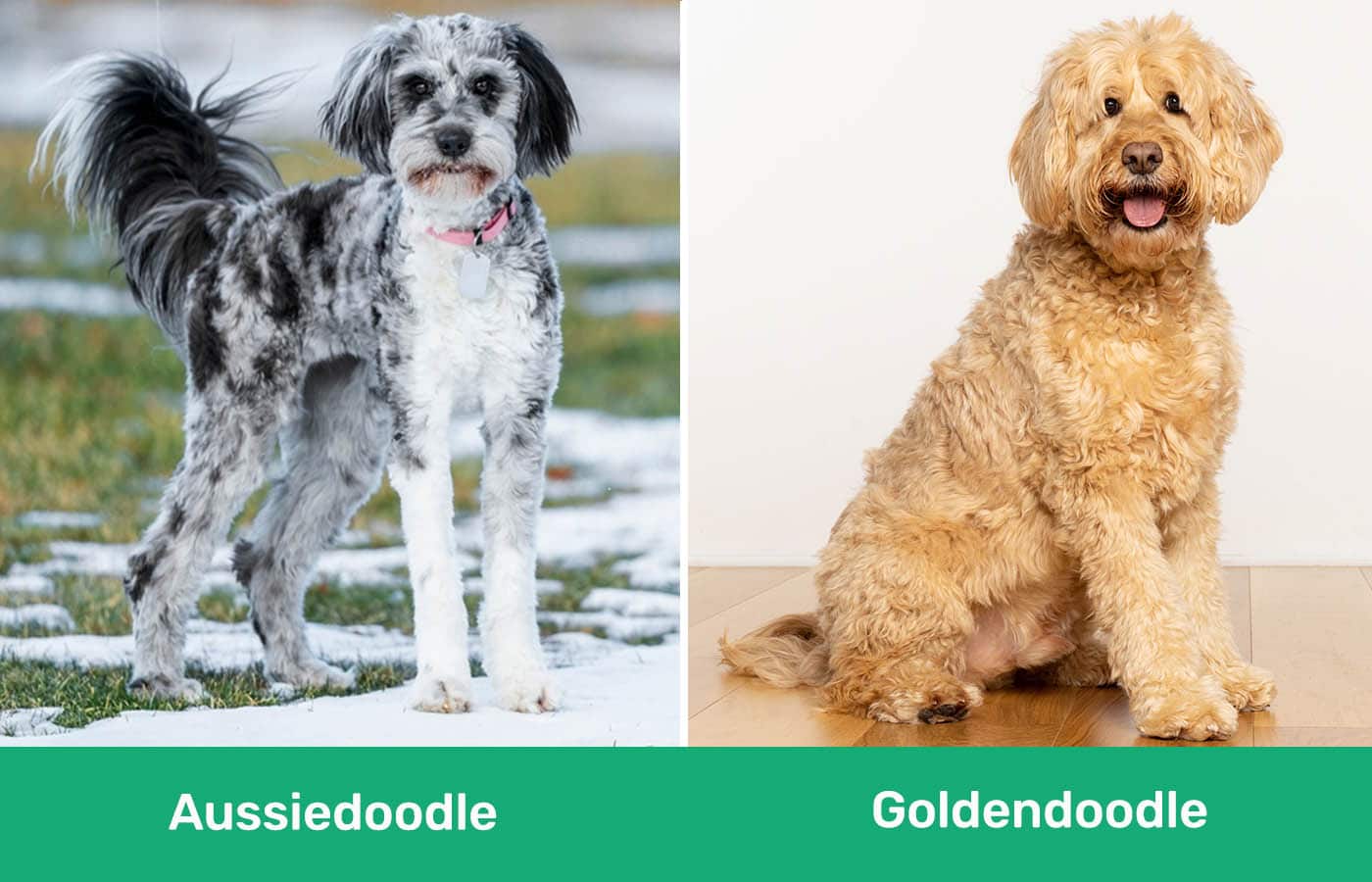 Aussiedoodle vs Goldendoodle side by side