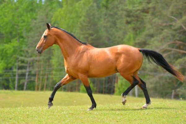 10 Endurance Horse Breeds: History & Facts (With Pictures) | Pet Keen
