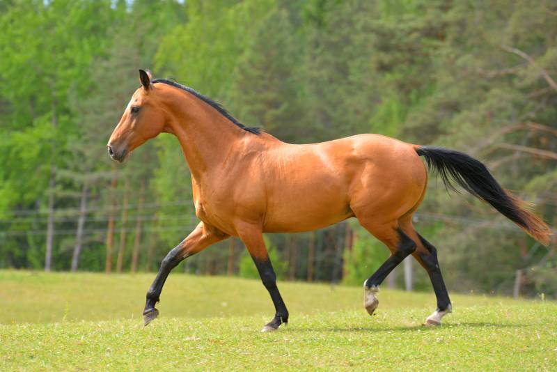 Bay akhal teke breed stallion runs in trot in the green summer field up
