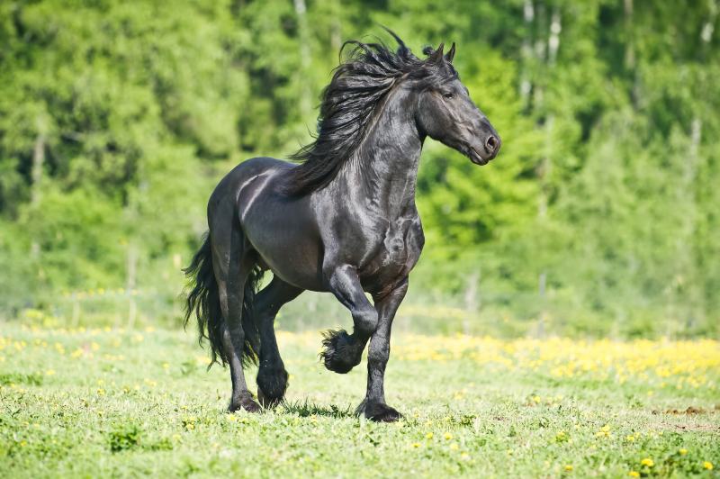 Black Friesian horse runs