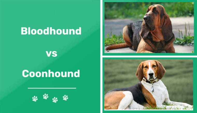 Bloodhound vs Coonhound