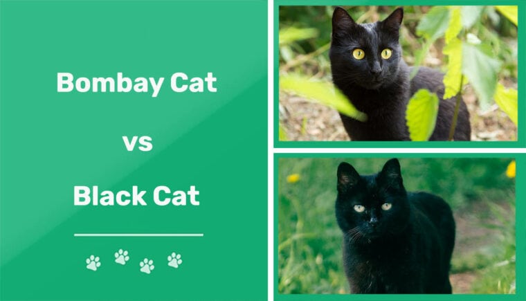 Bombay Cat vs Black Cat