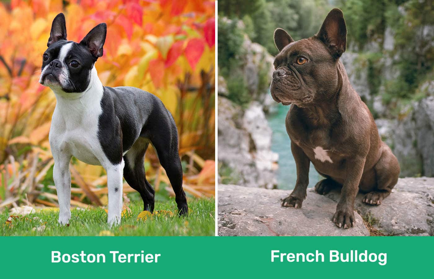 Boston Terrier vs French Bulldog: The Main Differences (With Pictures ...