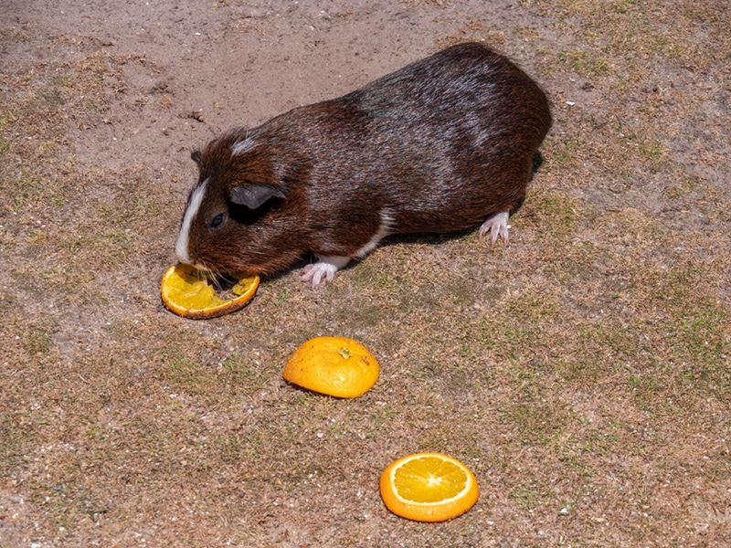 Brown guinea pig eats from an orange mandarin
