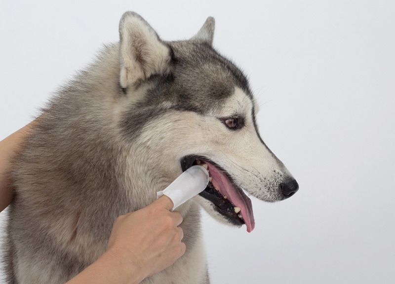 Cleaning the dogs tooth with dental finger wipes