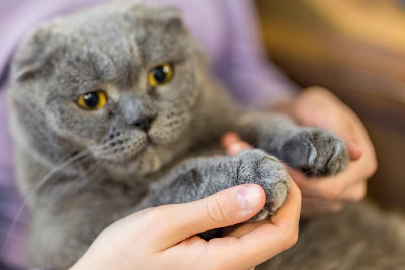 Close-up fluffy cat's paw in human hands