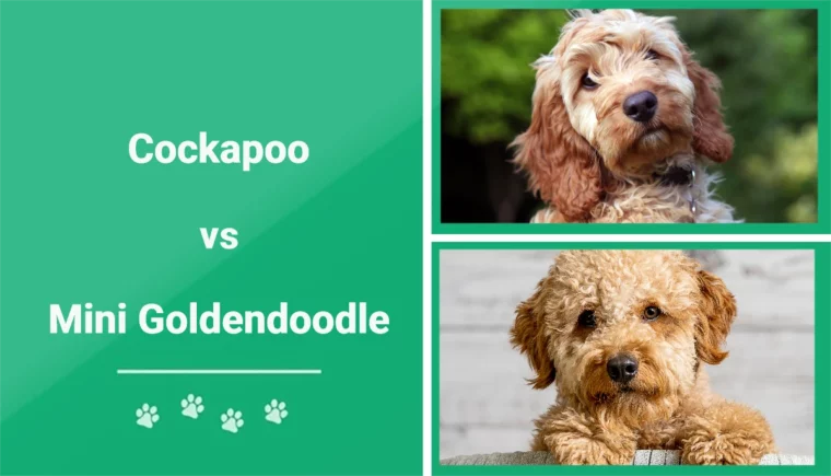 Cockapoo vs Mini Goldendoodle - Featured Image