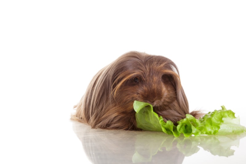 Coronet guinea pig eating salad greens