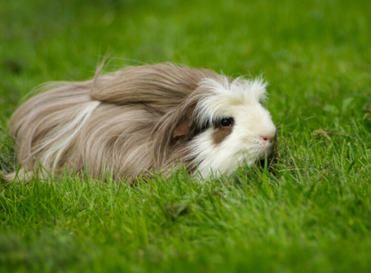 Coronet guinea pig in the grass