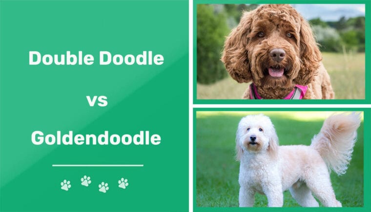 Double Doodle vs Goldendoodle