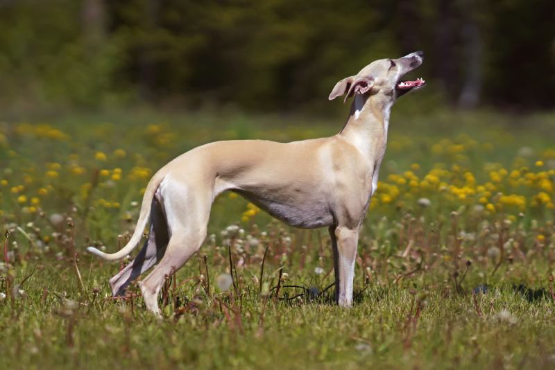 Fawn and white Whippet dog standing in grass