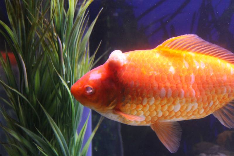 Goldfish sick with tumor