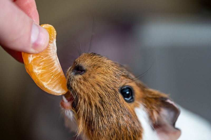 Guinea pig eating mandarin or orange