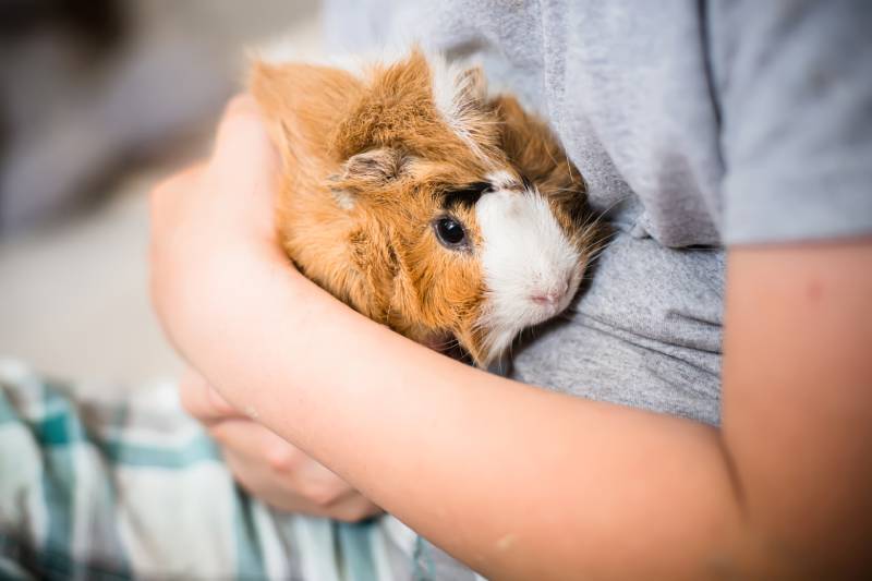 Guinea pig in hands of child