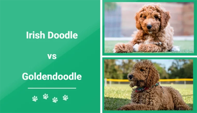 Irish Doodle vs Goldendoodle - Featured Image