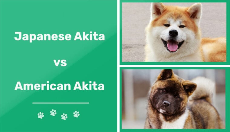 Japanese Akita vs American Akita