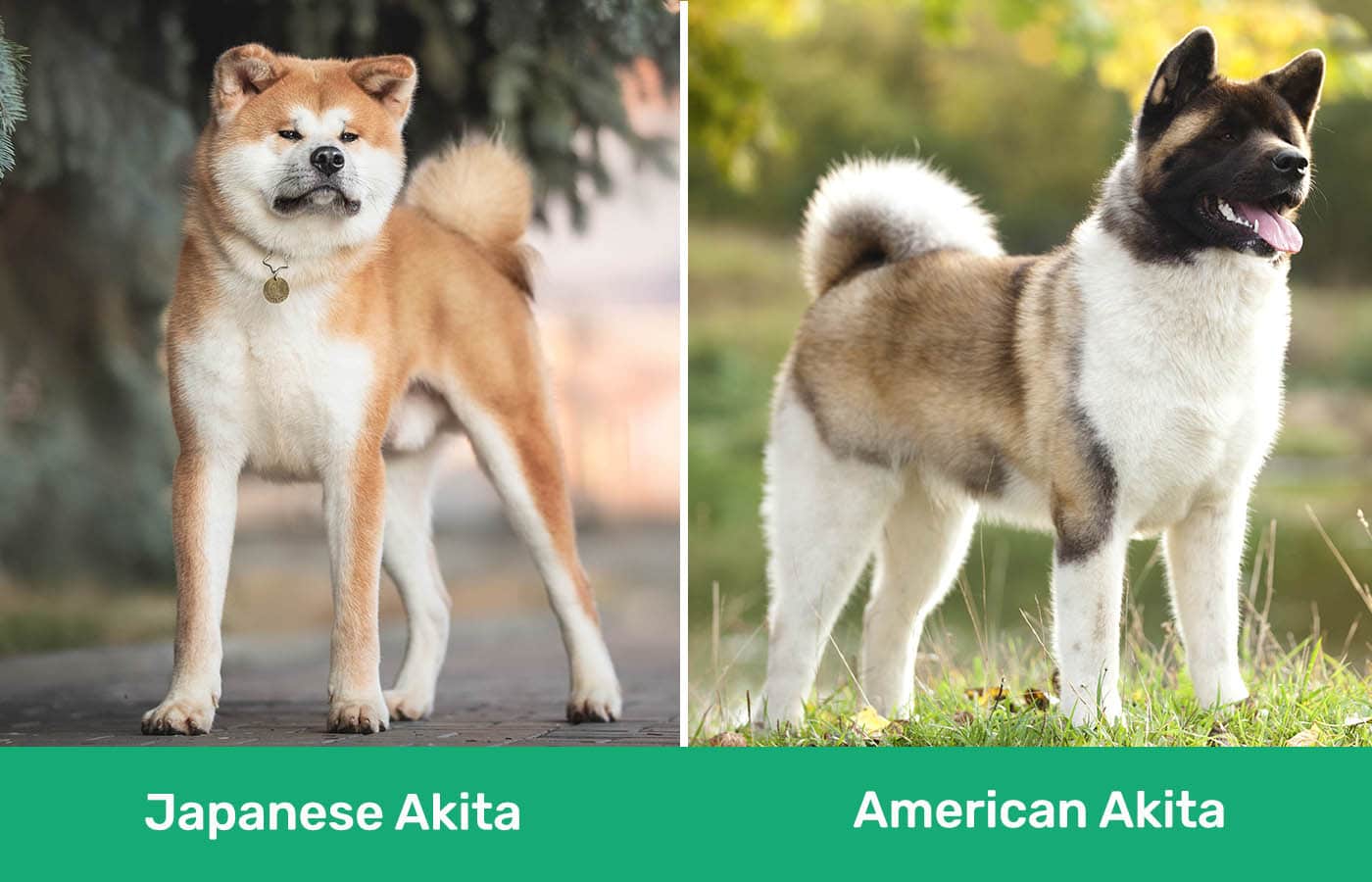 Japanese Akita vs American Akita side by side