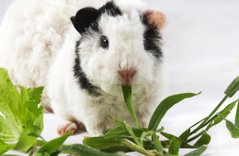 Merino guinea pig eating grass