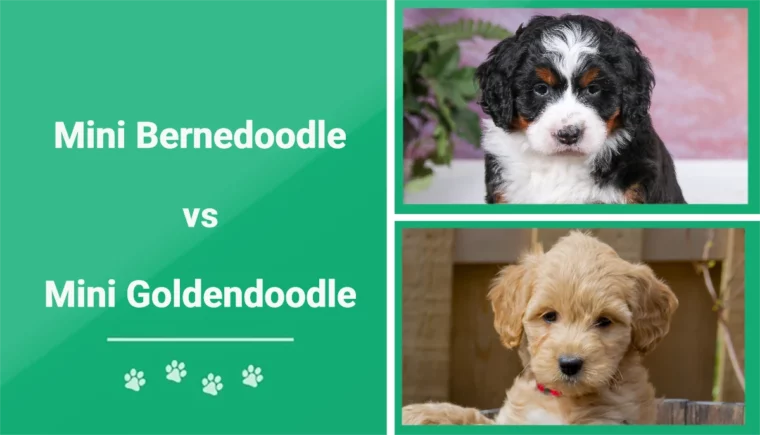 Mini Bernedoodle vs Mini Goldendoodle - Featured Image