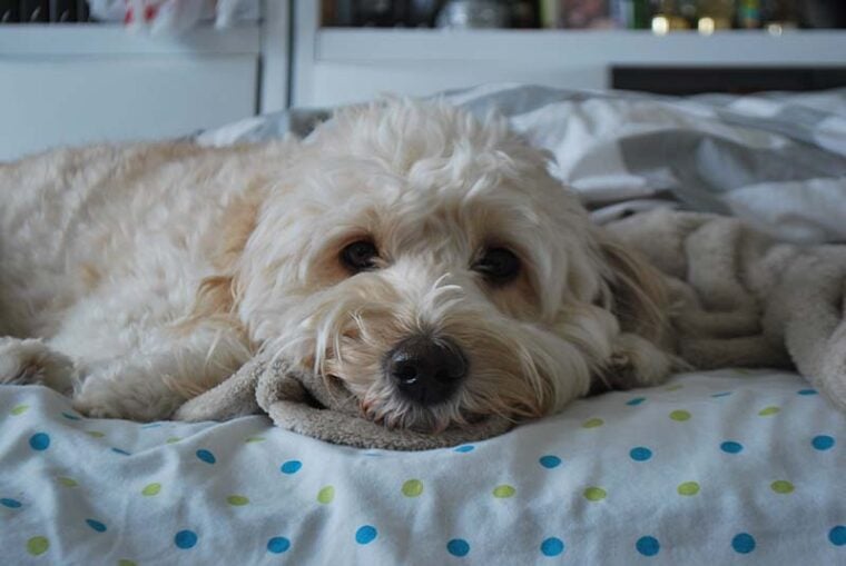 Mini Golden Doodle lying on bed_