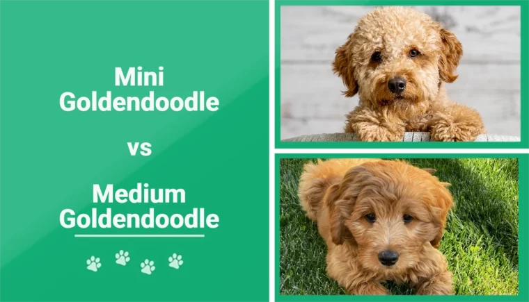 Goldendoodle Mini vs Médio - Imagem em Destaque