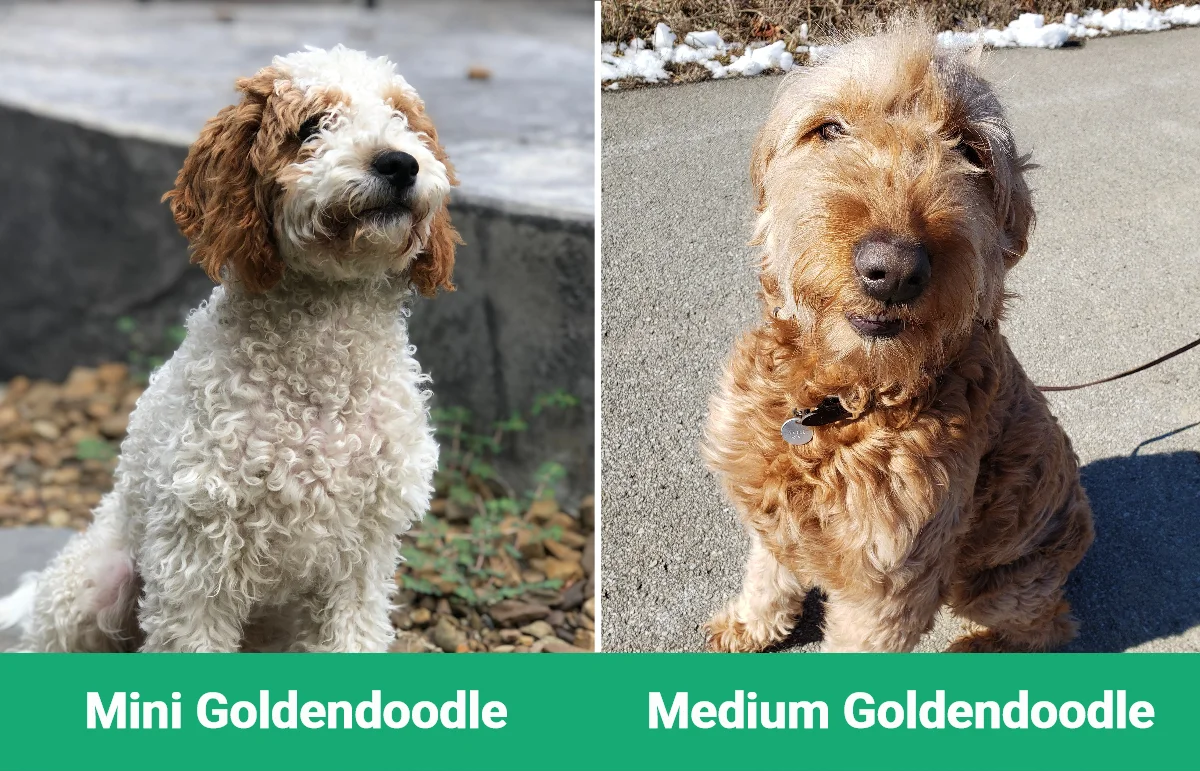 Goldendoodle Mini vs Médio - Diferenças Visuais