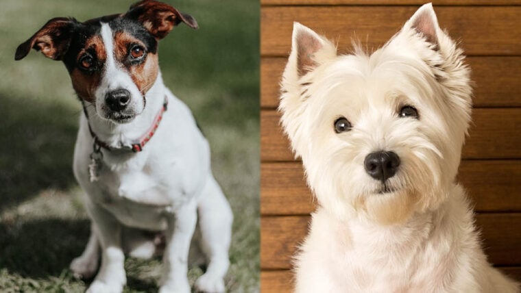 Parent Breeds of Jack Highland Terrier