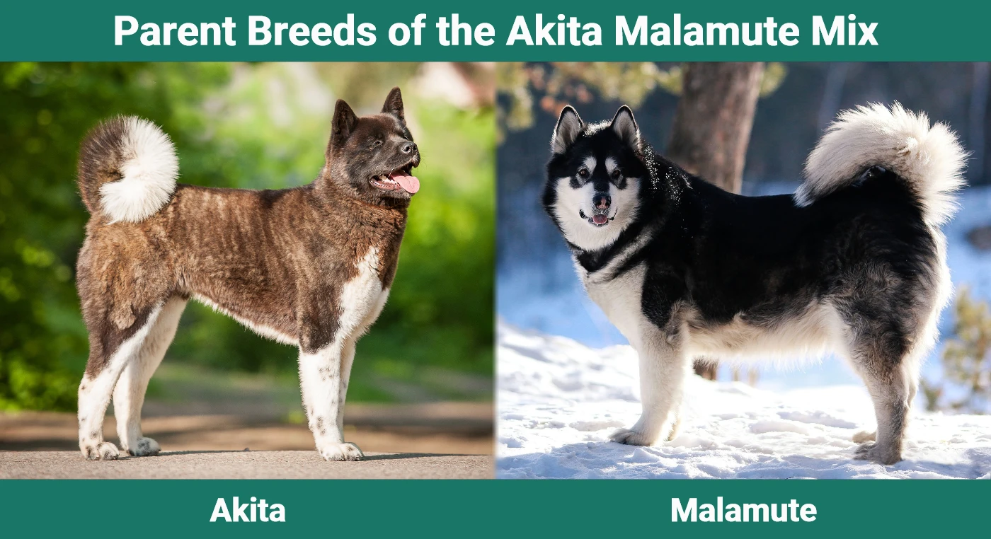 Akita Malamute Mix: Pictures, Guide, Info, & Care | Pet Keen