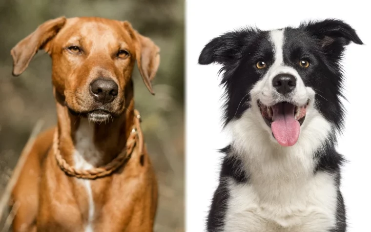 Parent breeds of the Rhodesian Border Collie Mix