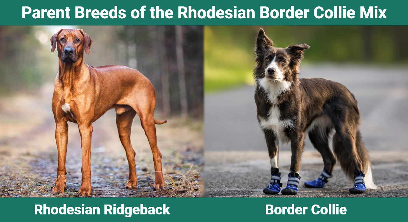 Parent breeds of the Rhodesian Border Collie Mix