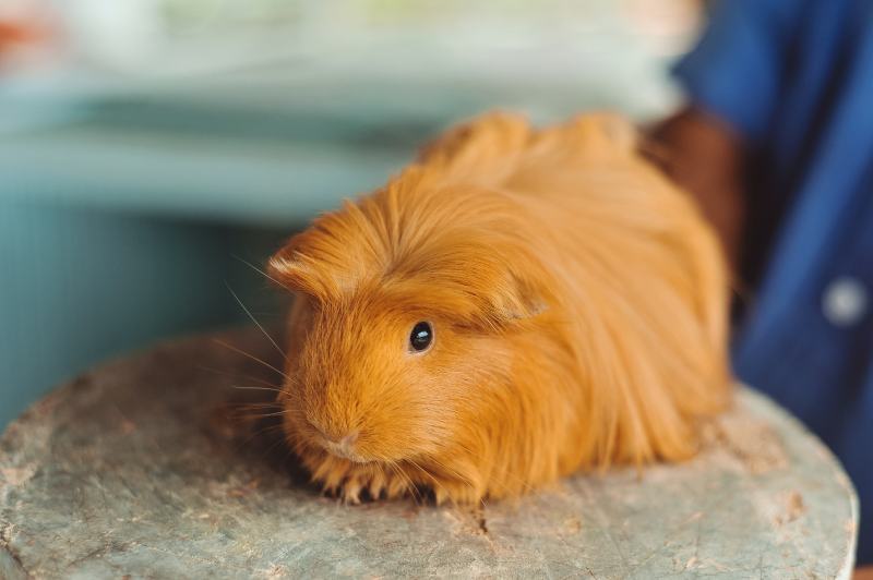 Peruvian Guinea Pig with long hair on Wood