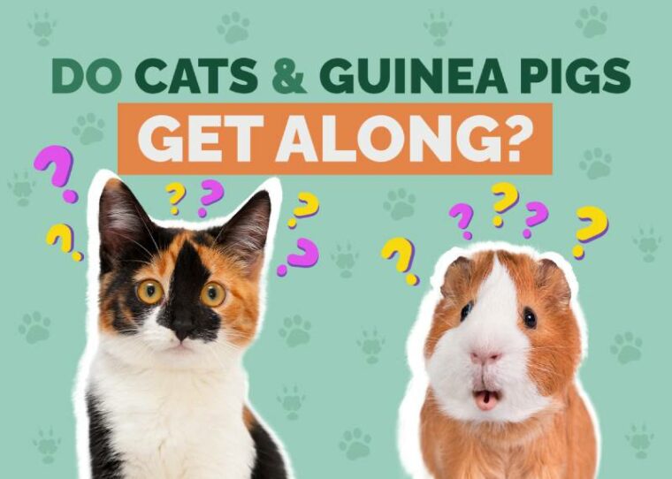 Do Cats & Guinea Pigs Get Along