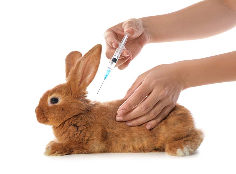 Professional veterinarian vaccinating bunny on white background