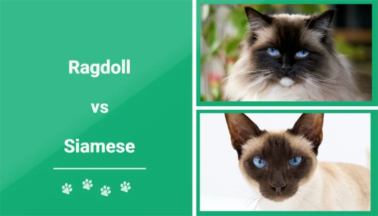 Ragdoll vs Siamese - Featured Image