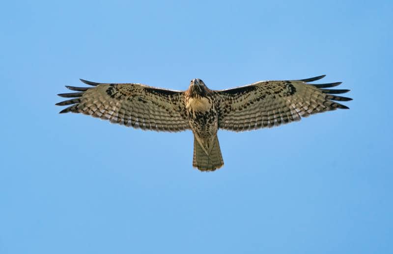 Red tailed Hawk flying overhead
