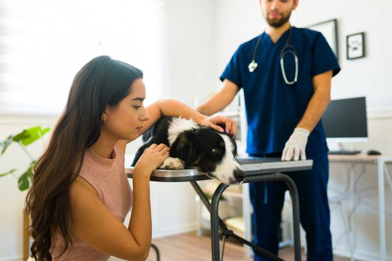 Mulher hispânica triste parecendo chateada enquanto cuidava de seu cão border collie idoso e doente na clínica veterinária
