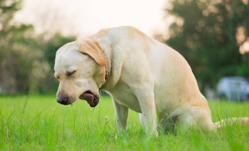 Sick and unhealthy yellow Labrador Retriever dog coughing in a park