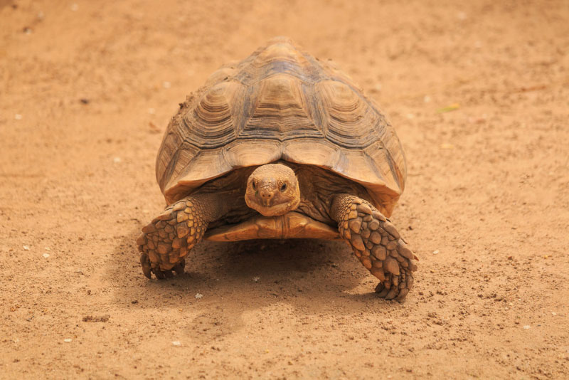 Sulcata tortoise walking on the ground