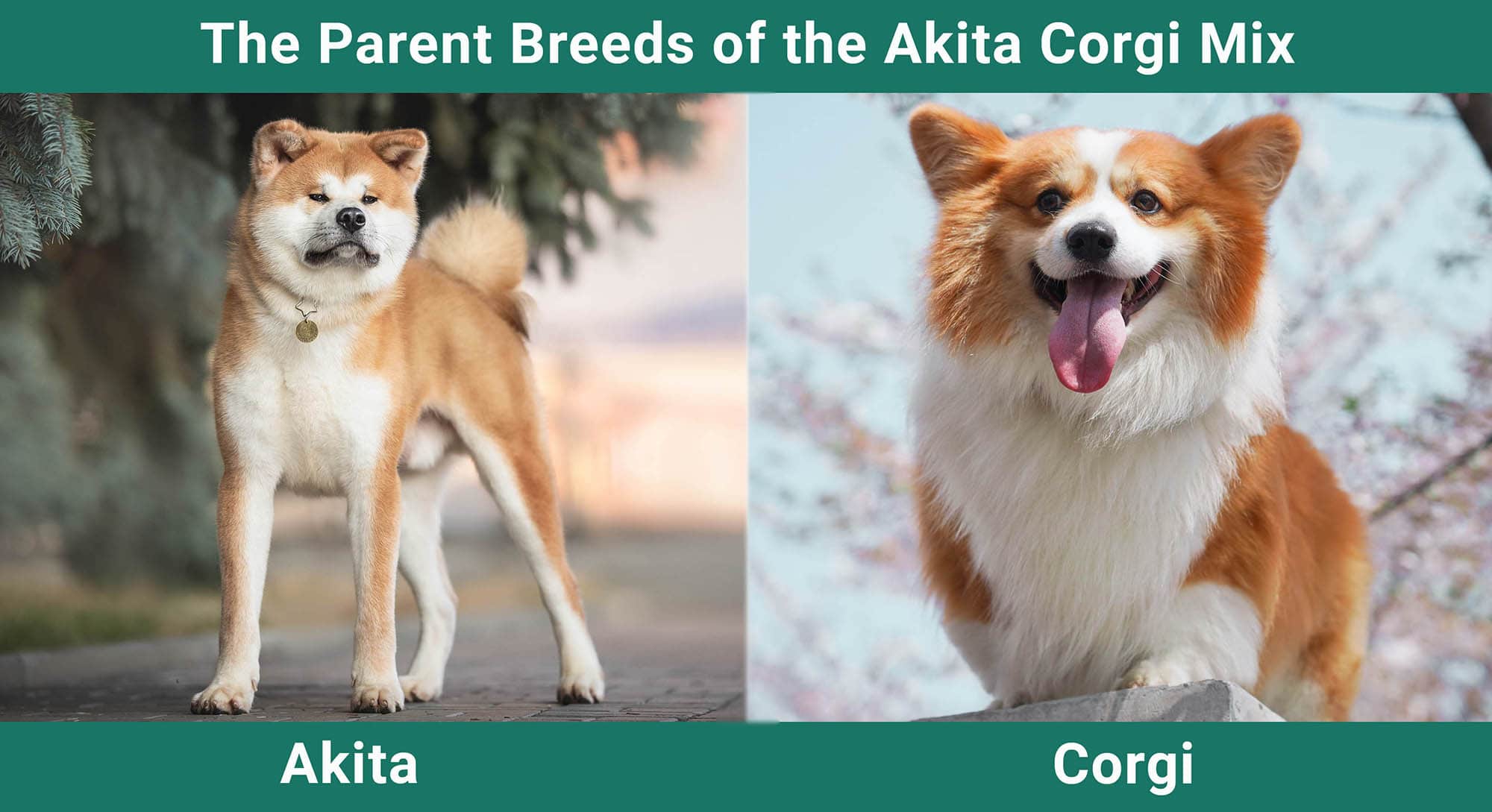 The Parent Breeds of the Akita Corgi Mix