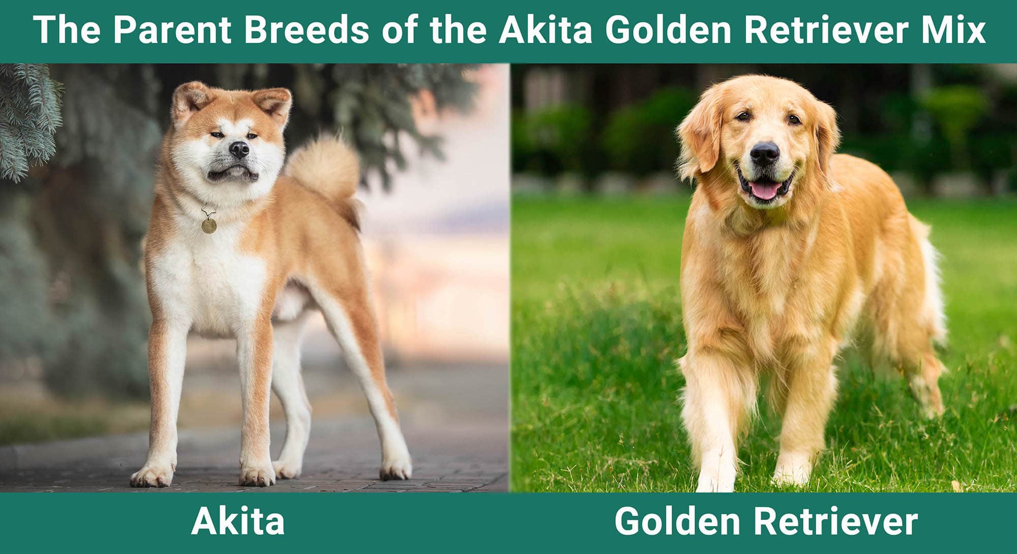 As raças parentais do Akita Golden Retriever Mix