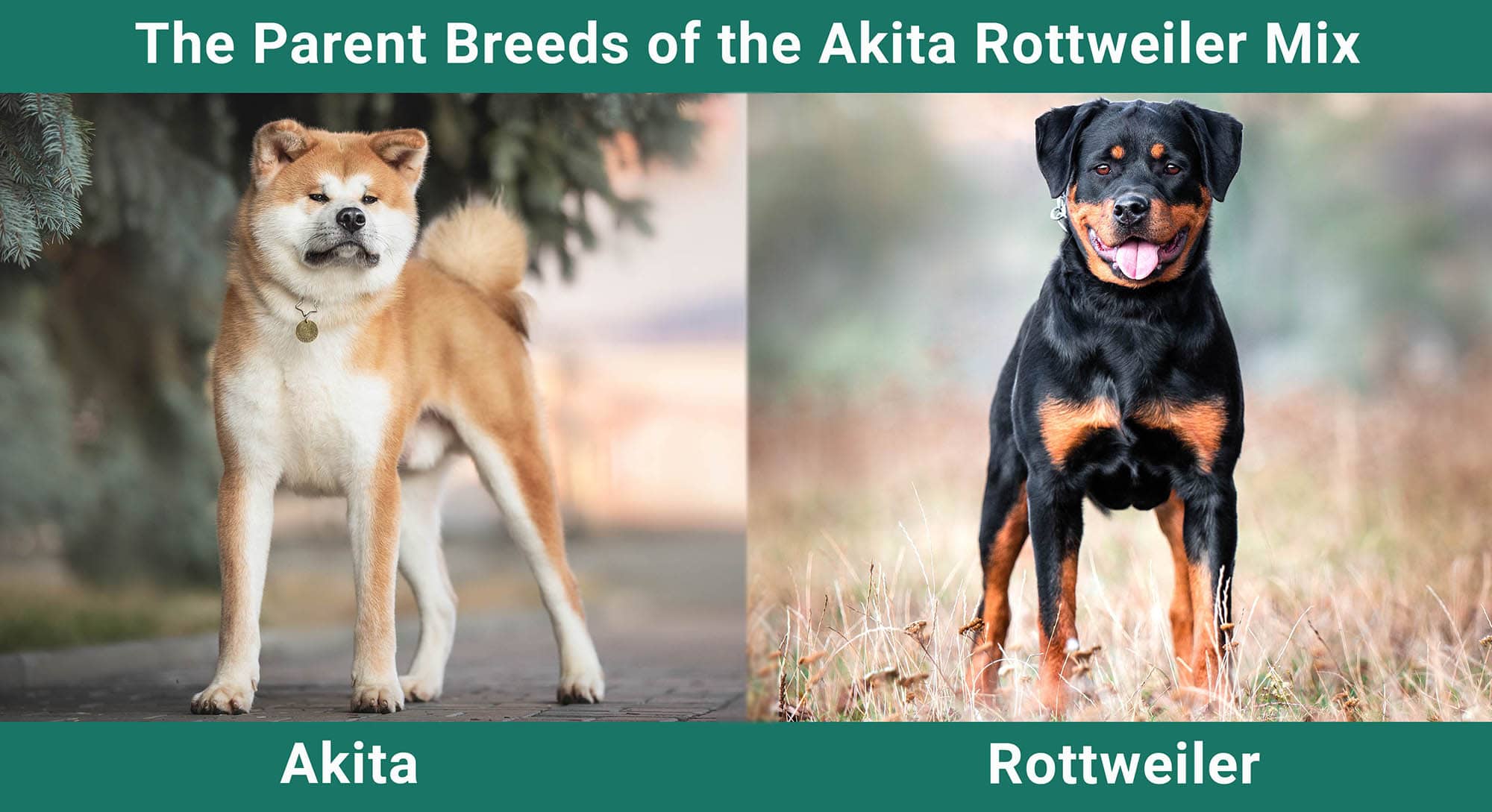 The Parent Breeds of the Akita Rottweiler Mix