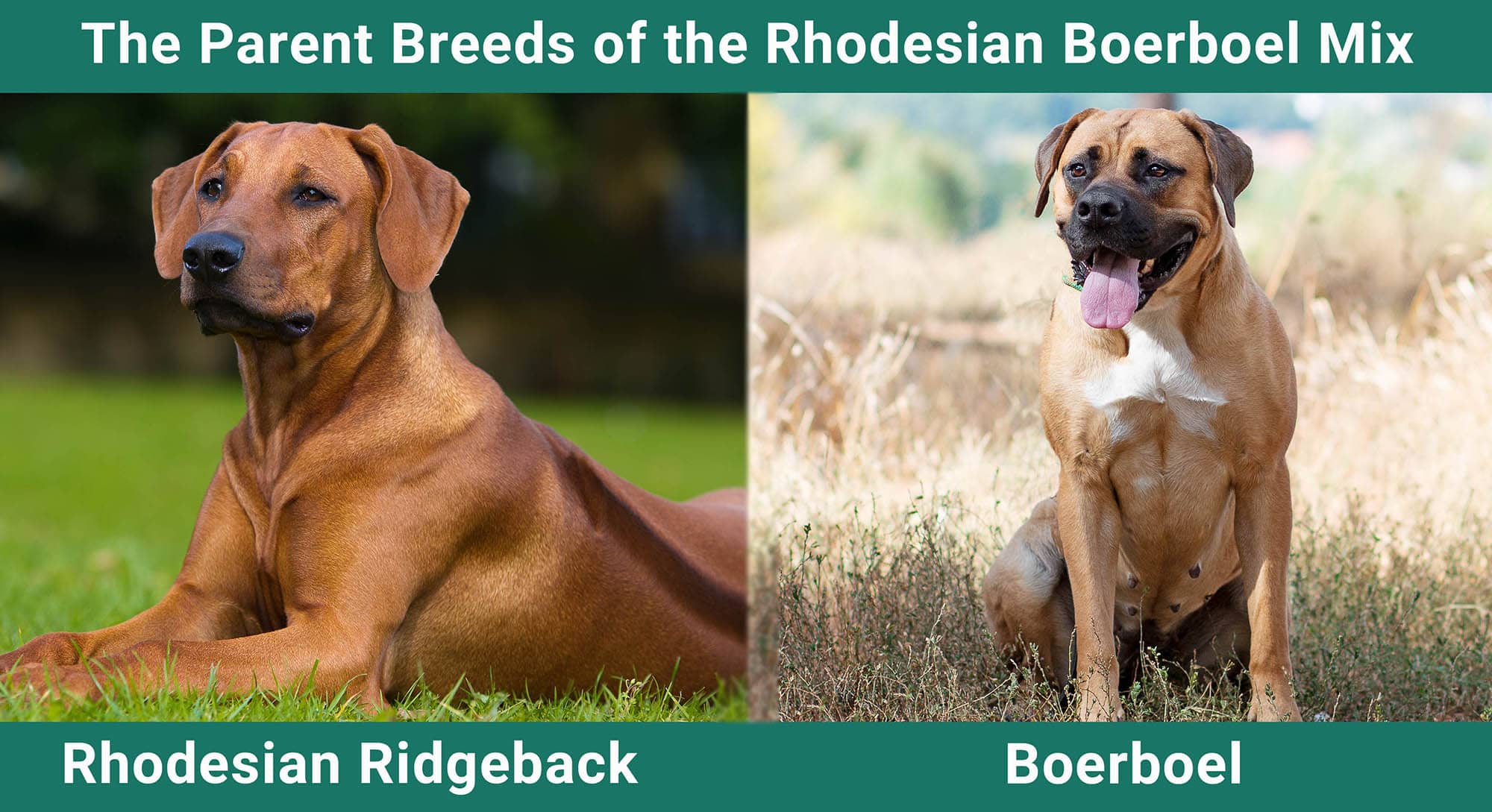 The Parent Breeds of the Rhodesian Boerboel Mix