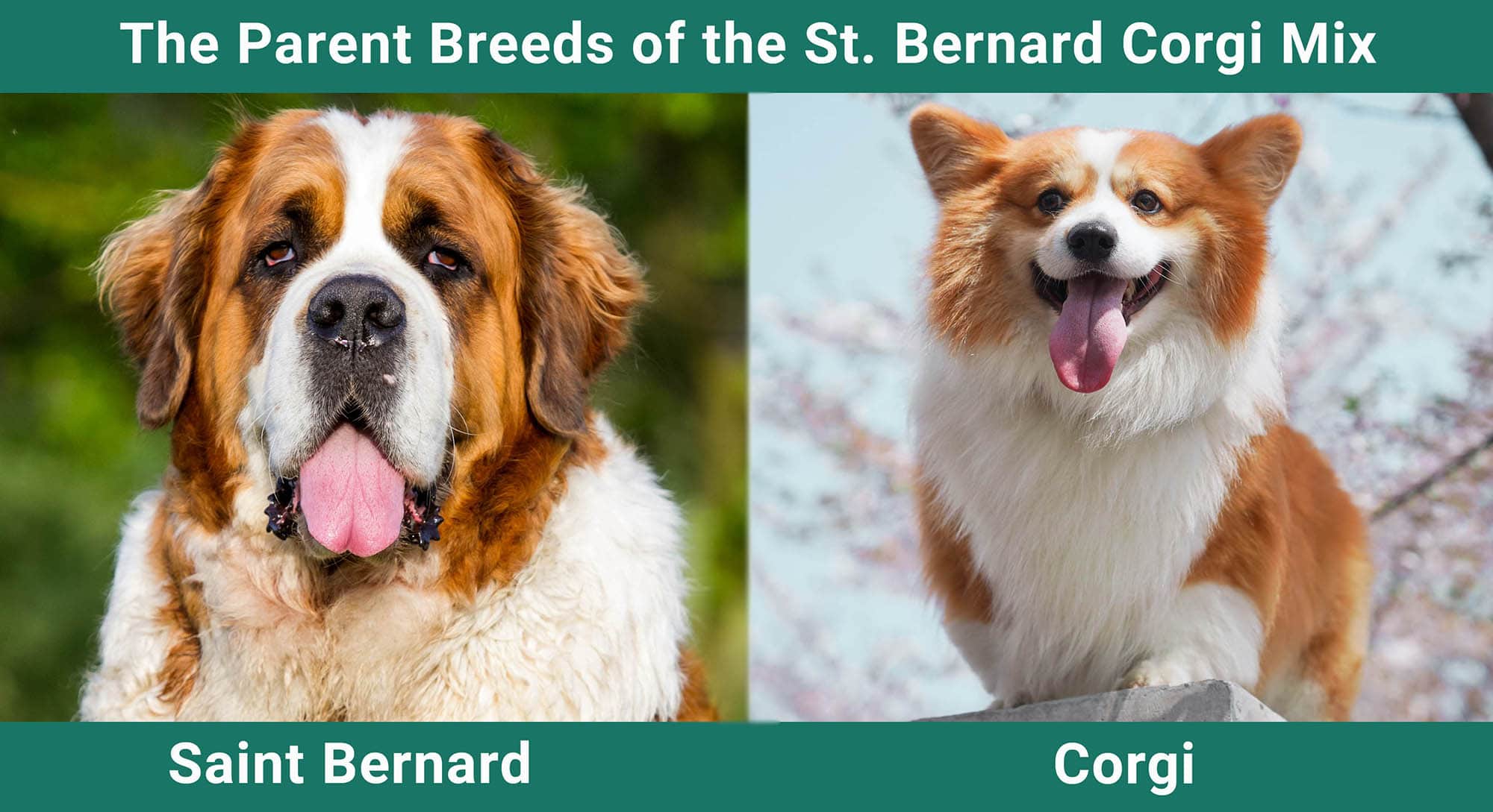 The Parent Breeds of the St. Bernard Corgi Mix